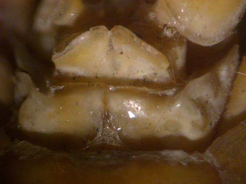 gonodactylus chiragra rostral scale.JPG